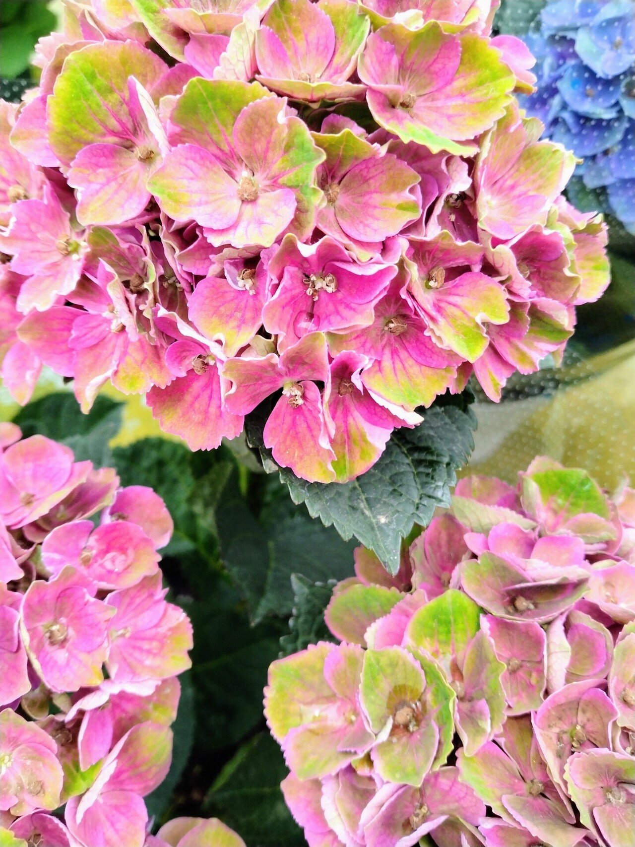 マジカルレッドアメジスト｜koyuki