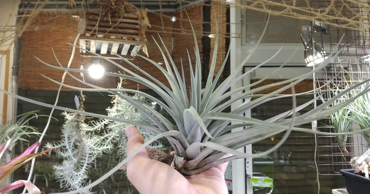 チランジア Andrean Jewel 大きめ 現品】チランジア・ア レアジュエル