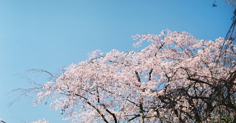 フィルムカメラと桜