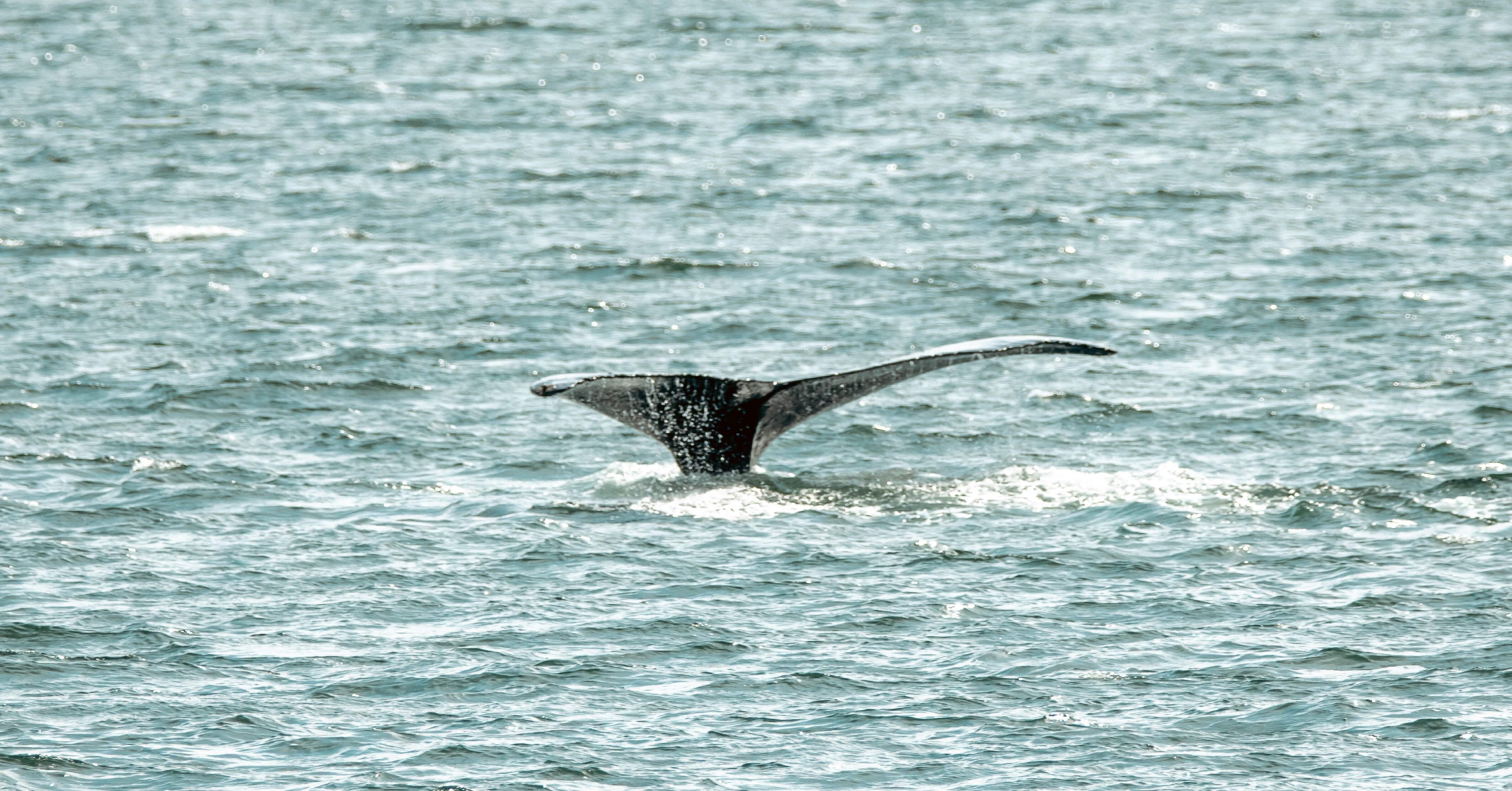 アラスカ】海の大自然ツアー ＃野生動物写真｜カズジェームズ【一人旅】