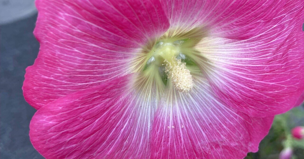 ダニエルダン アサガオ｜ダニエルダン子のDANIELノート