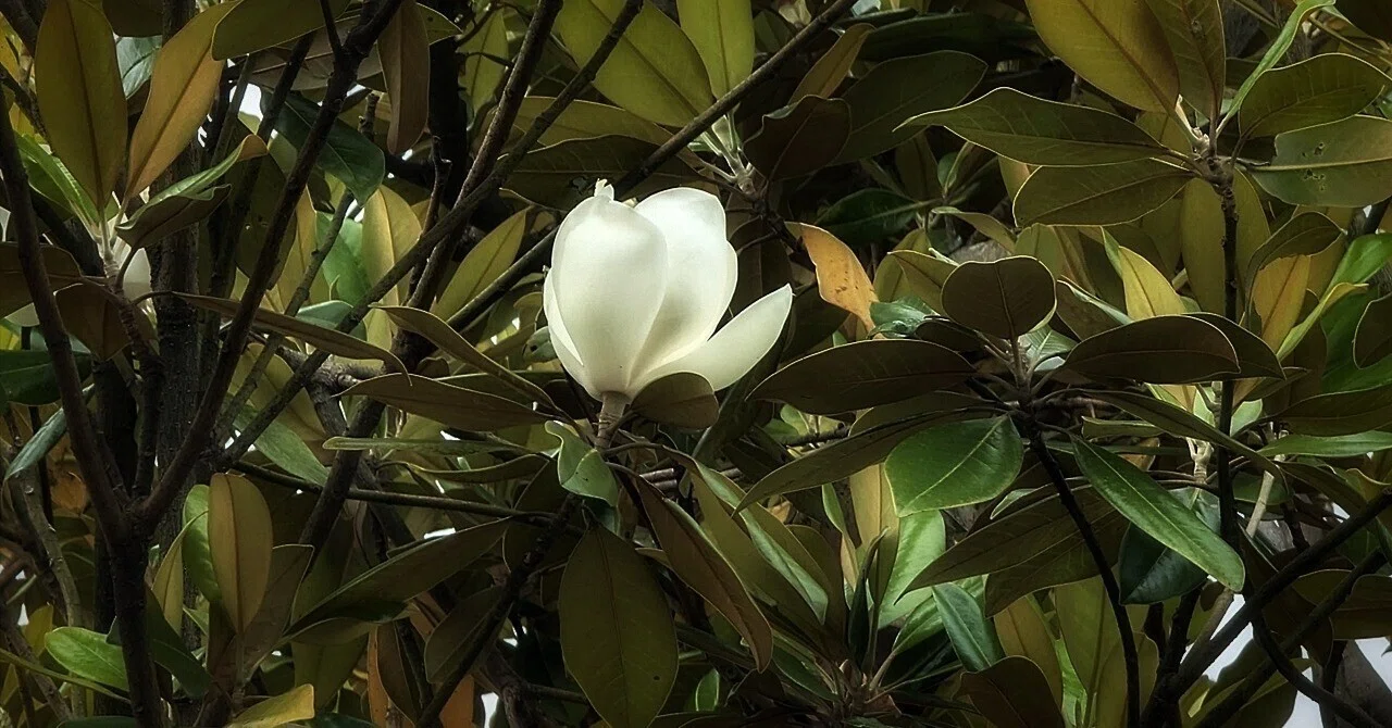 庭の泰山木が花をつけました｜annon