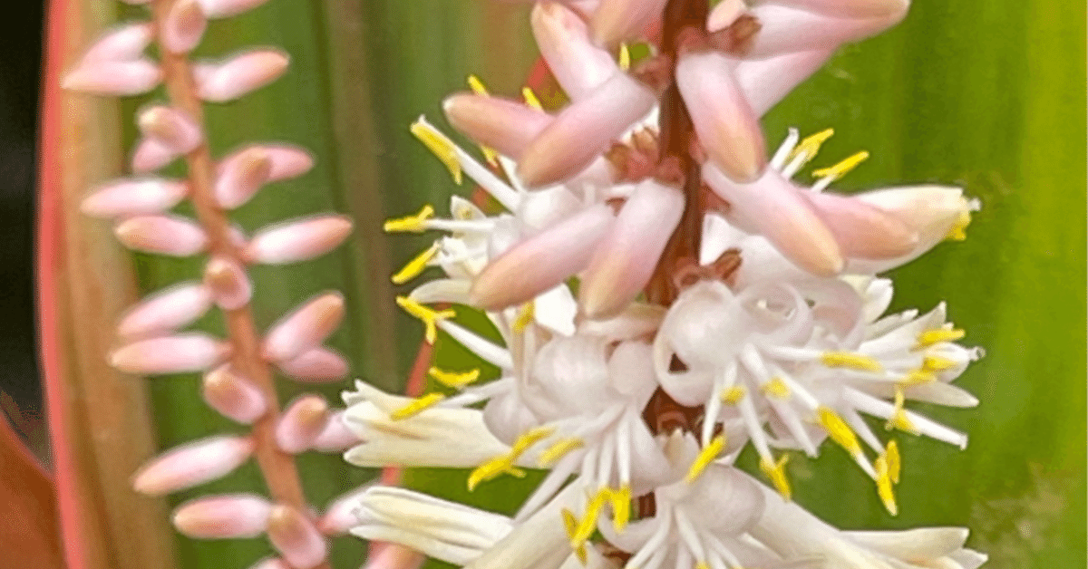 TI LEAF｜EGGSEED