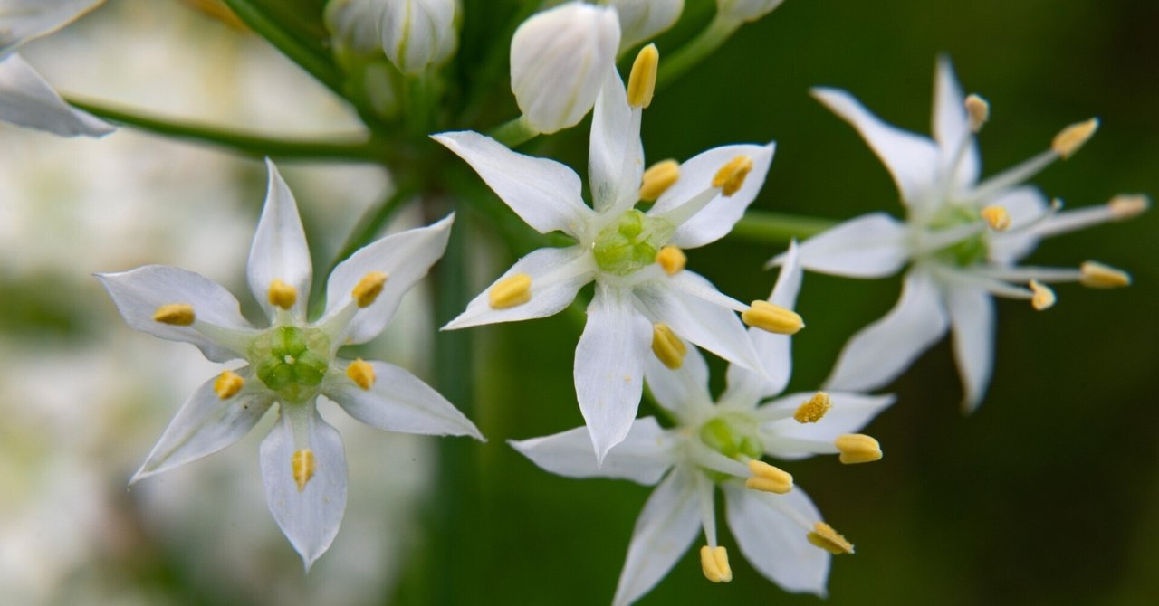 万葉の　贈る花伝える歌の本　草花編 新装改訂版 万葉の花 四季の花々と歌に親しむ｜青幻舎 SEIGENSHA