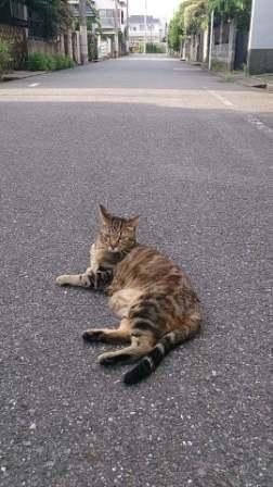 西国分寺駅近くで出会った野良猫さん。