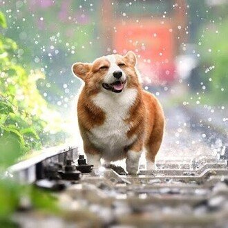 白山こんぶちゃ