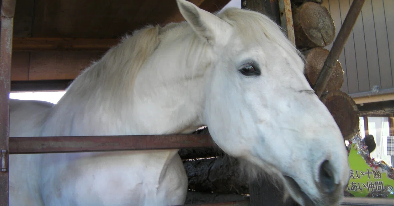 Horse Racing Course for Beginners 3: 