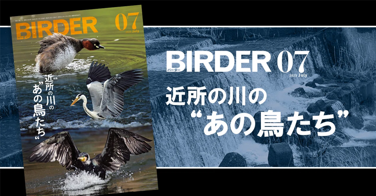 BIRDER7月号の見どころ｜ブンイチ（文一総合出版）