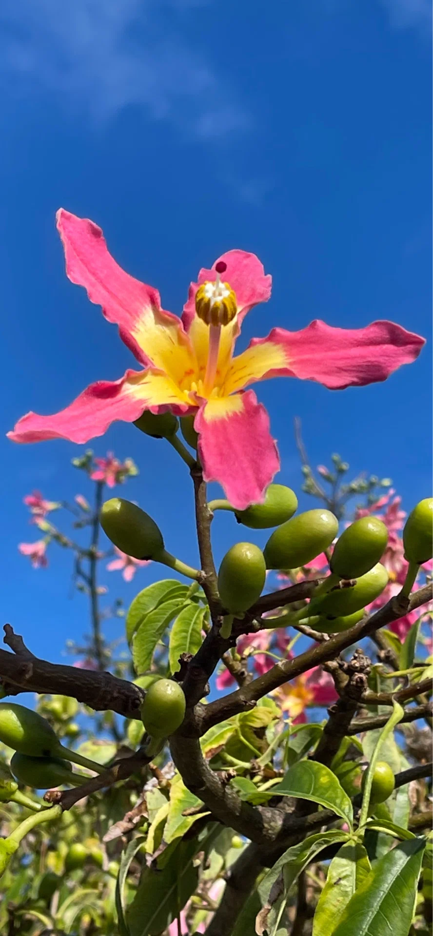 徳利木綿｜EGGSEED