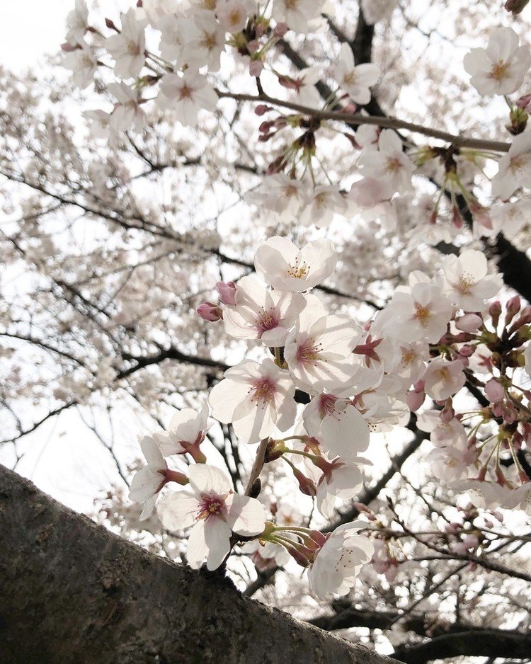 新小岩公園