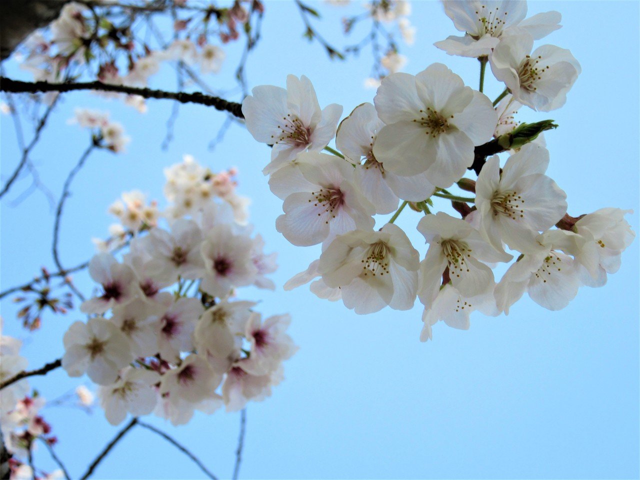 青空と小さな桜物語 青木詠一 Note 青空と小さな桜物語 青木詠一 Note