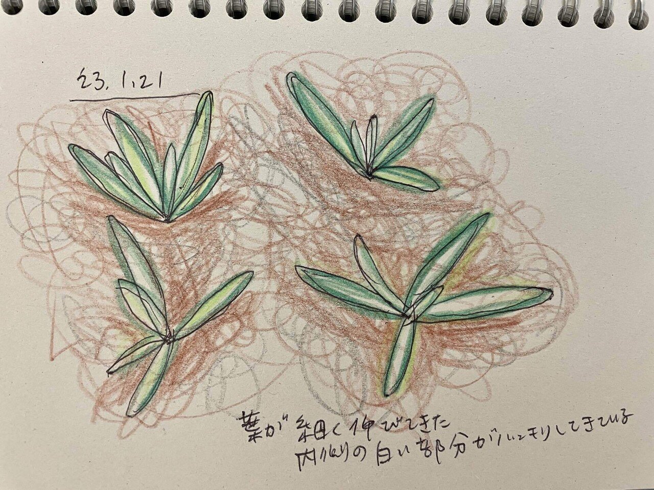 スターオブベツレヘムのこと｜hana ⁑ 李エクタ