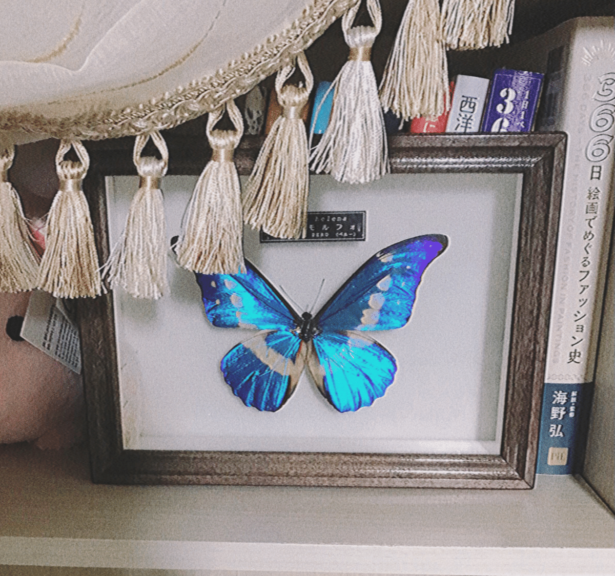 蝶 標本 モルフォ蝶 ゼフィリティスモルフォ ガラスドーム