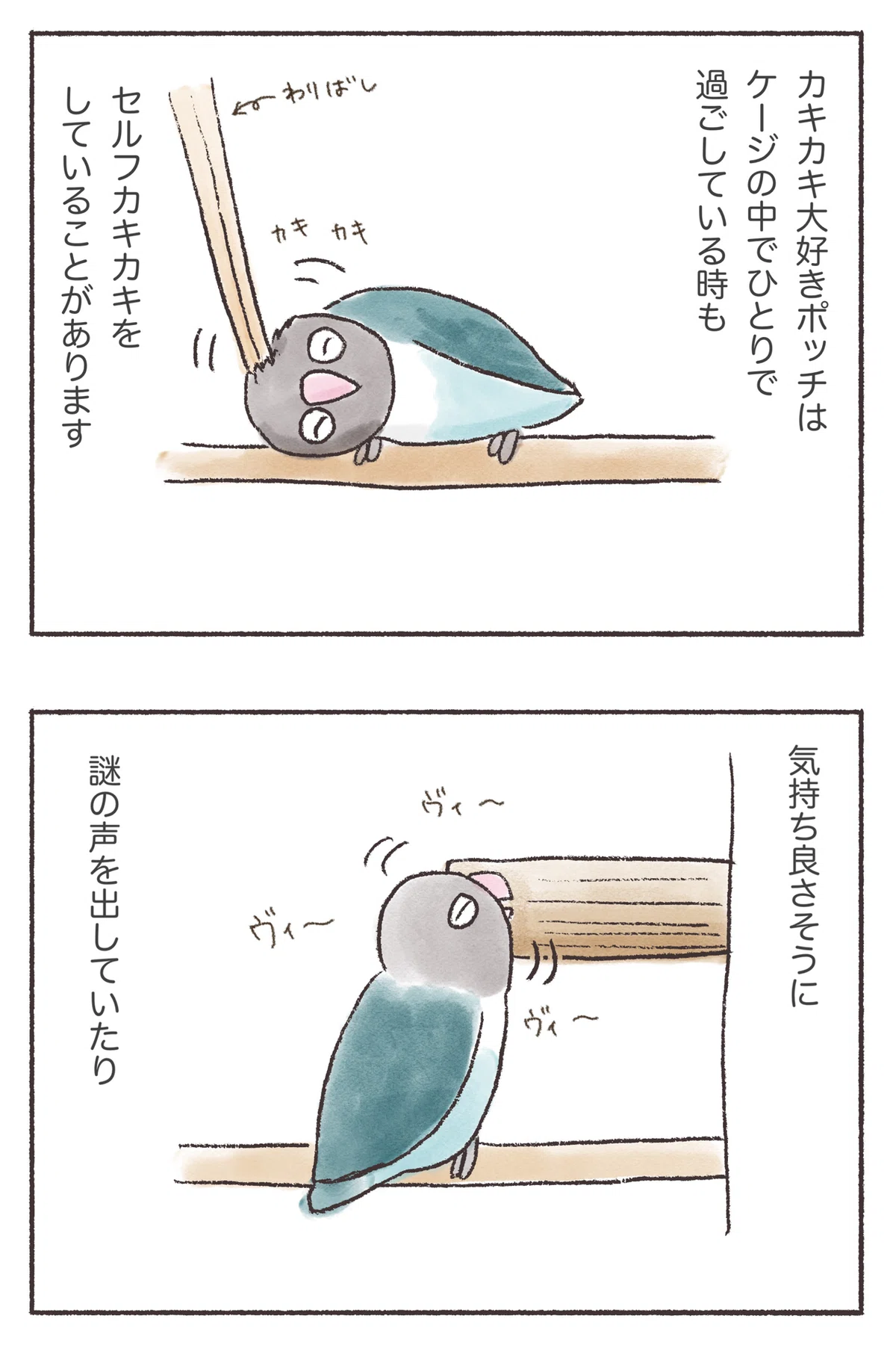 セルフカキカキ 【うちのインコまんが】｜PitchPotch（ぴちぽち）