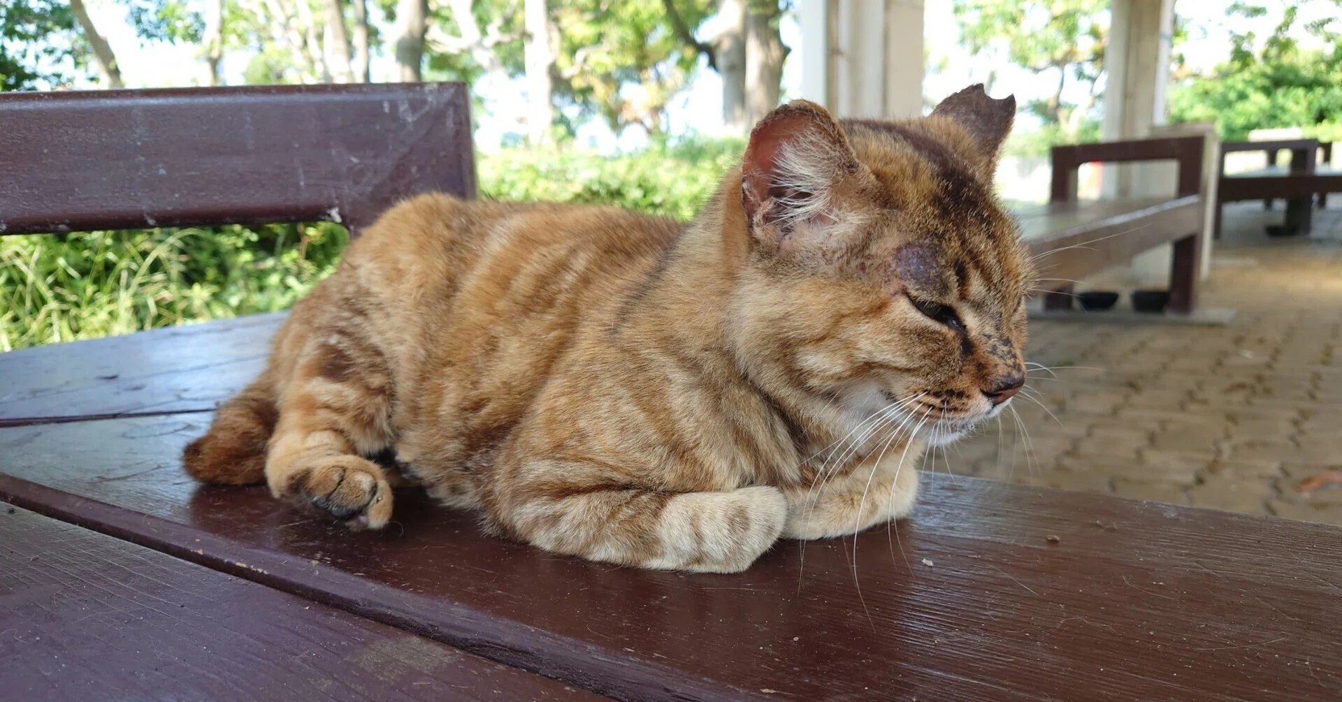 常吉西臨海緑地の野良猫写真2023年6月16日｜レタス
