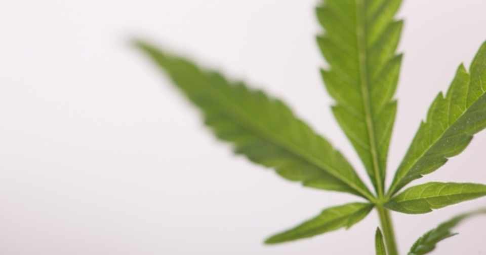 世界各国で解禁されていく 大麻 の真実 Riku Note