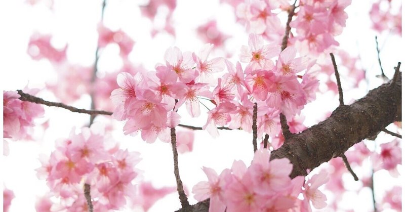 桜は綺麗な時に散る 岩崎ひろ美 フォトエッセイ Note