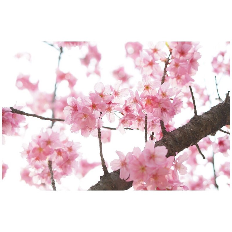 桜は綺麗な時に散る 岩崎ひろ美 フォトエッセイ Note 桜は綺麗な時に散る 岩崎ひろ美 フォトエッセイ Note