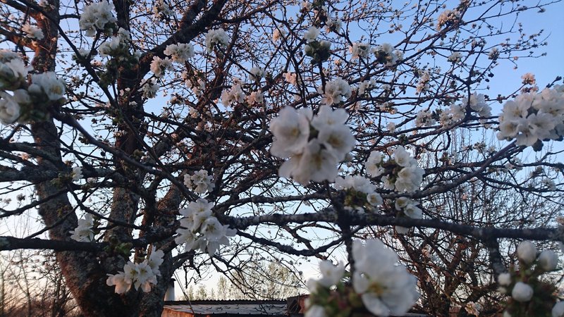 リンゴの花の花言葉しってる 選択 出来る人生 あさだ けいこ Note