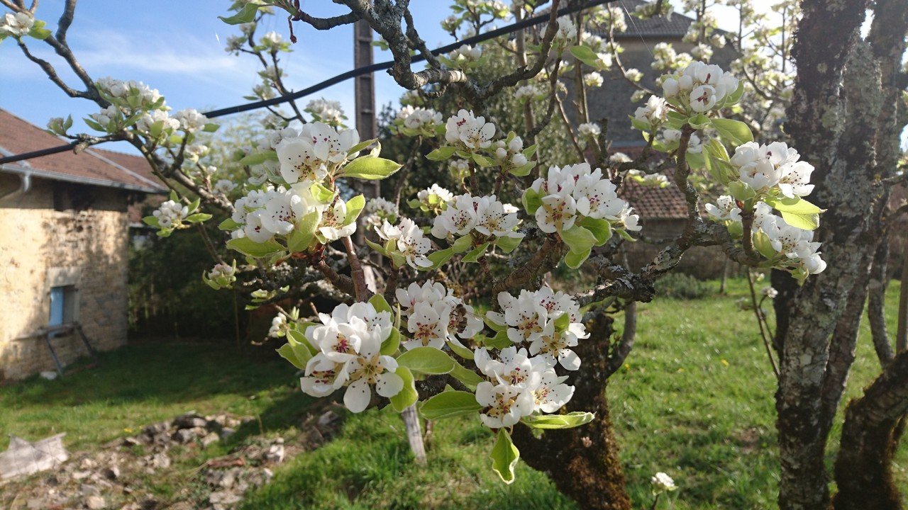 リンゴの花の花言葉しってる 選択 出来る人生 あさだ けいこ フランスの小さな村で 生き方美人yoga Note