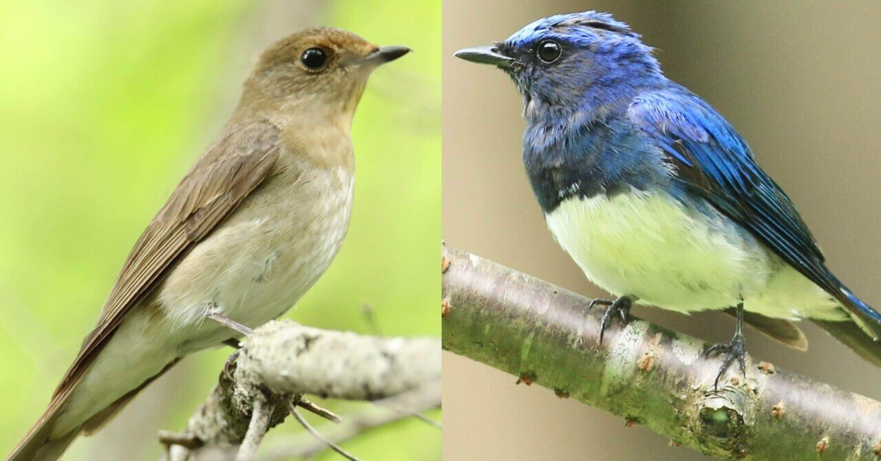 木彫りの鳥　オオルリの囀り 木彫りの鳥 オオルリの囀り 夏に見れる青い鳥、オオルリ｜くまごろう