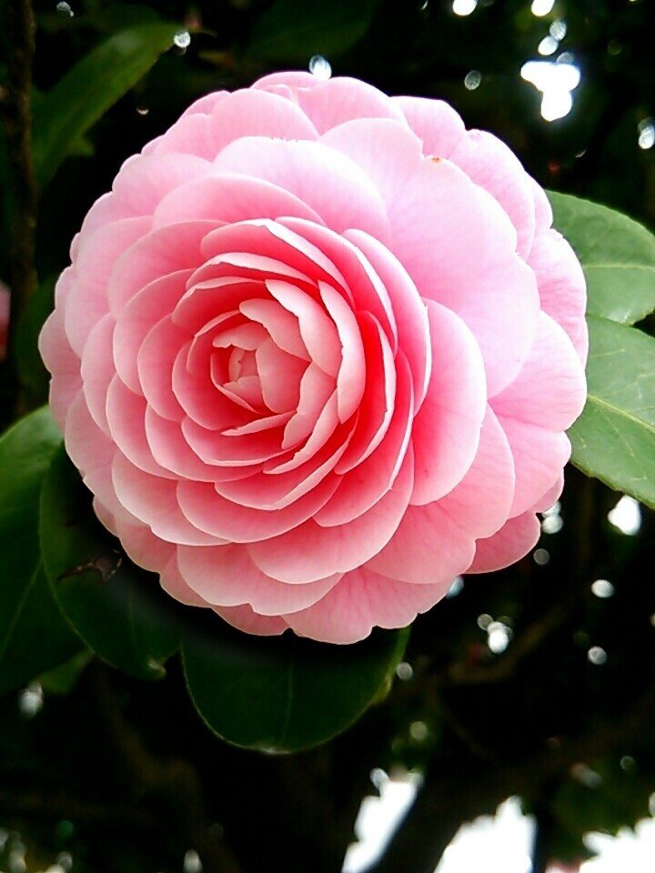春の花 Furudat Mitsuo Note 春の花 Furudat Mitsuo Note