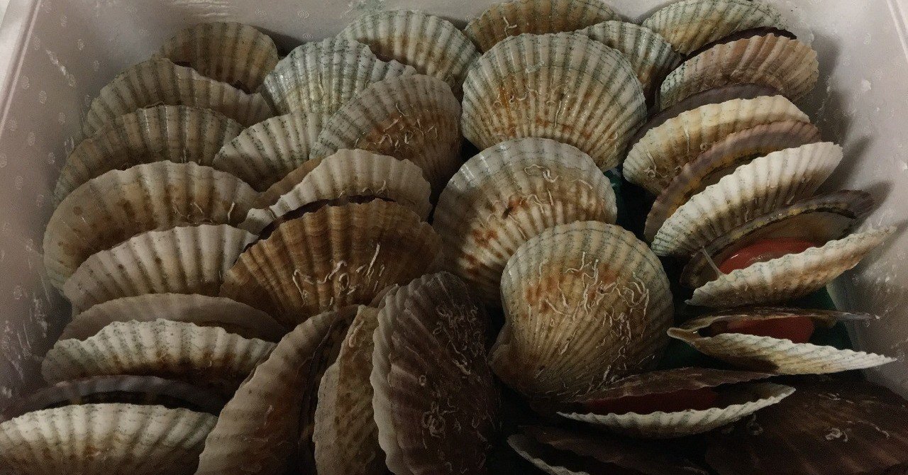 朝からホタテ むらさん 村田信之 大隈塾は たくましい知性を鍛える に科目名が変わります Note