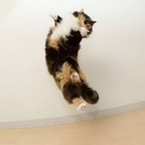 ねこジャンプ