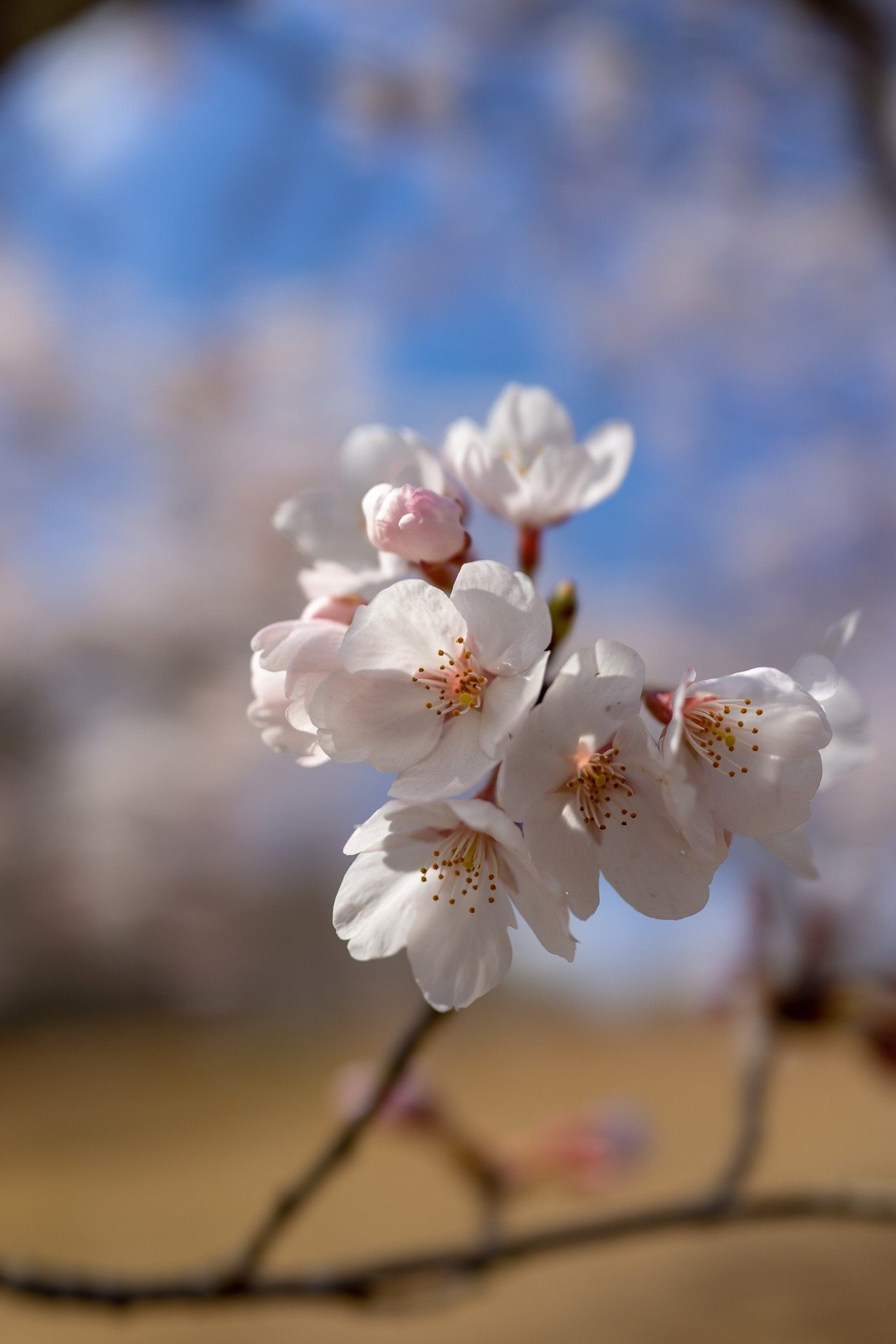 桜を撮りに行ってきました ハイキー多め ふもふも Note 桜を撮りに行ってきました ハイキー多め ふもふも Note