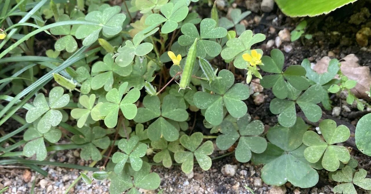 【昭和レトロ】半幅帯 綿 緑 花柄 片喰 カタバミ 昭和レトロ】半幅帯 綿 緑 花柄 片喰 カタバミ - メルカリ