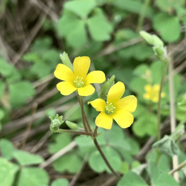 草花あそび図鑑🌿カタバミ（片喰）｜『あそび』と『まなび』研究所