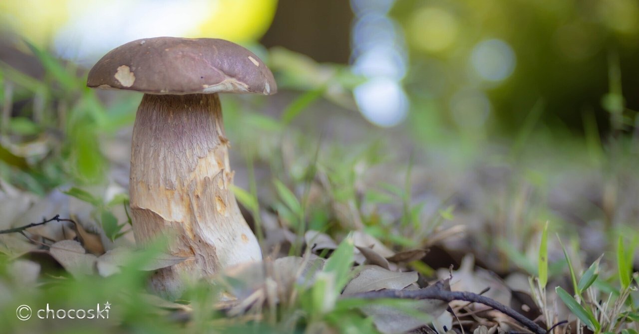 きのこ散歩＊2023/6/17夏きのこ始動｜ちょこすき～☆きのこ