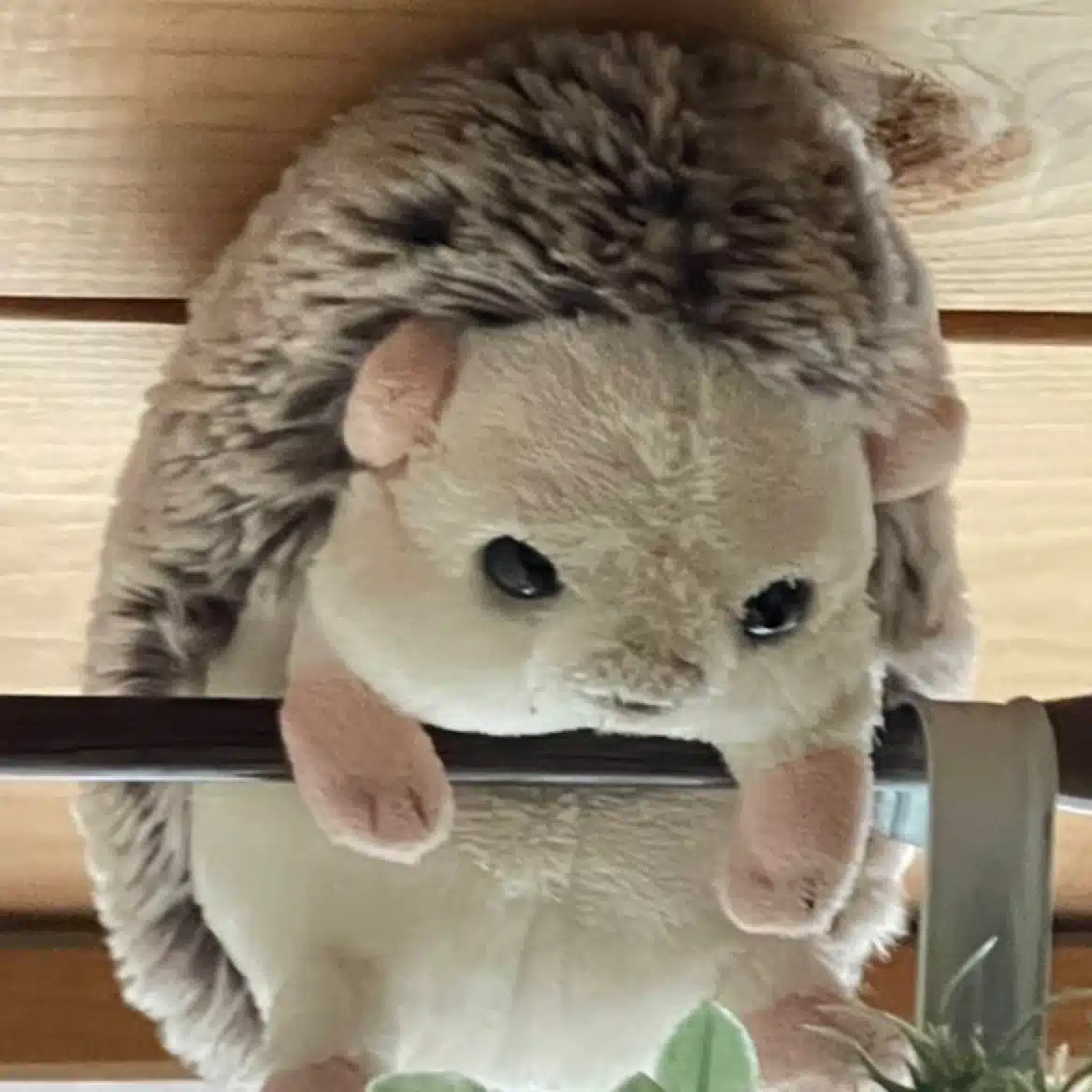 さとる