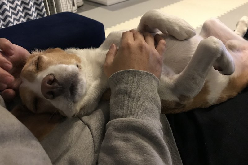 犬の考えていること ぼくの考えていること 古賀史健 Note 犬の考えていること ぼくの考えていること 古賀史健 Note