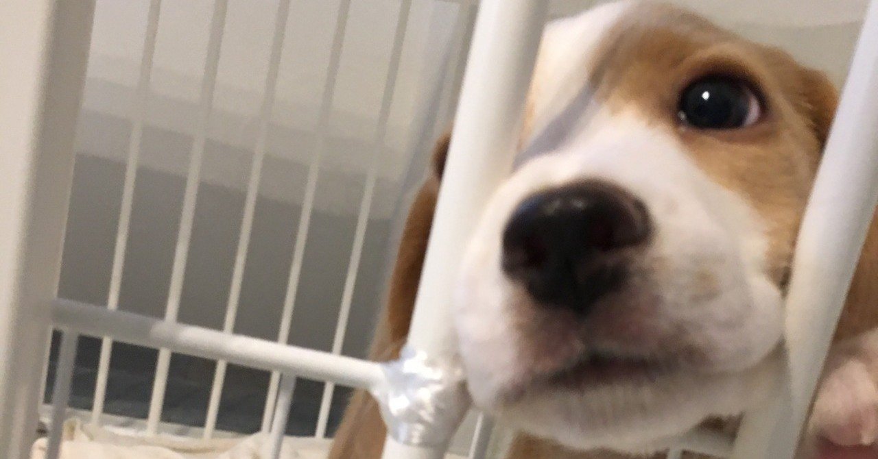 犬の考えていること ぼくの考えていること 古賀史健 Note