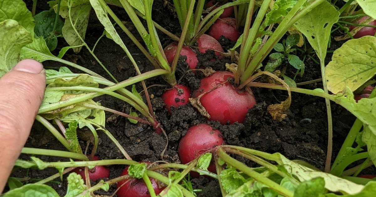 無農薬野菜」と野菜に書けない農家｜farmfrogこやま