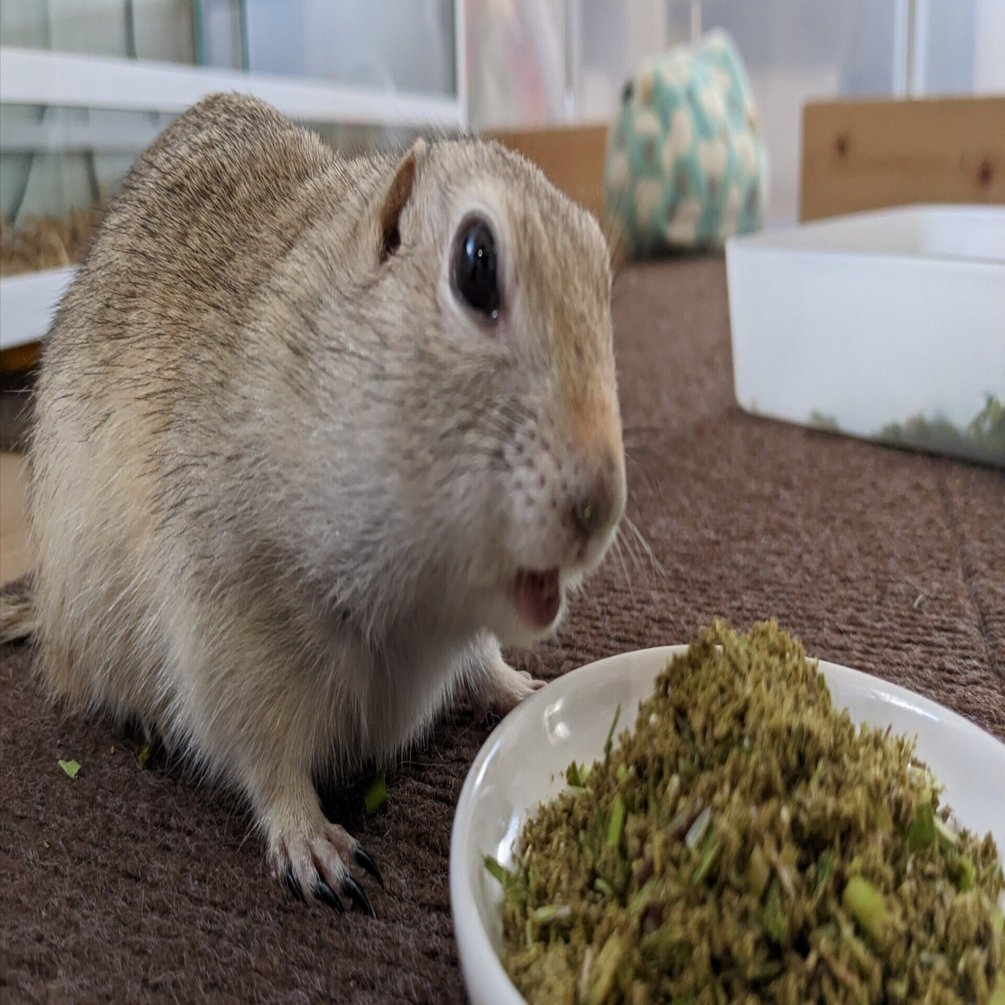 ザ・プレーリードッグ&ジリス : 食事・住まい・接し方・医学がわかる