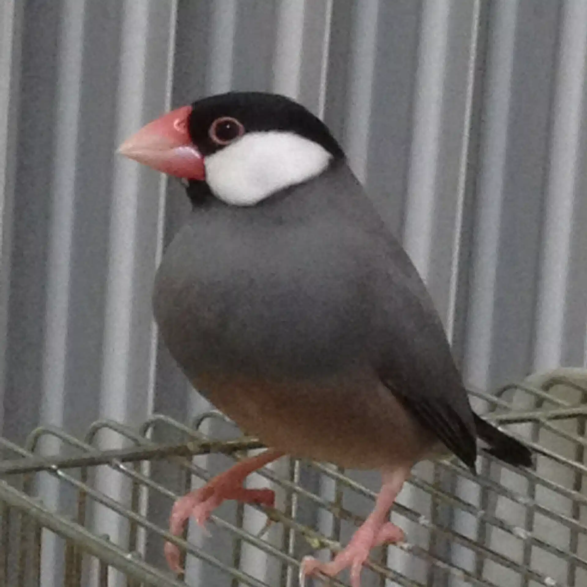 Miya