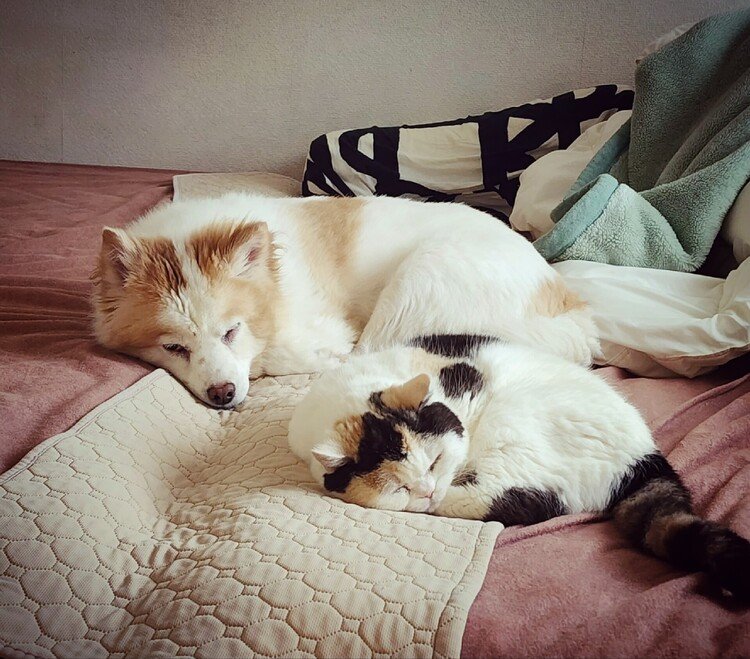 仲がイイのかワルイのかイイのか。
何年経ってもさっぱり謎のマル子とサンカク子の二度寝。

おはよーございます。


#cat #neko #猫 #dog #inu #犬 #猫と犬のいる暮らし #猫の幸犬の麩 #moritaMiW #love 