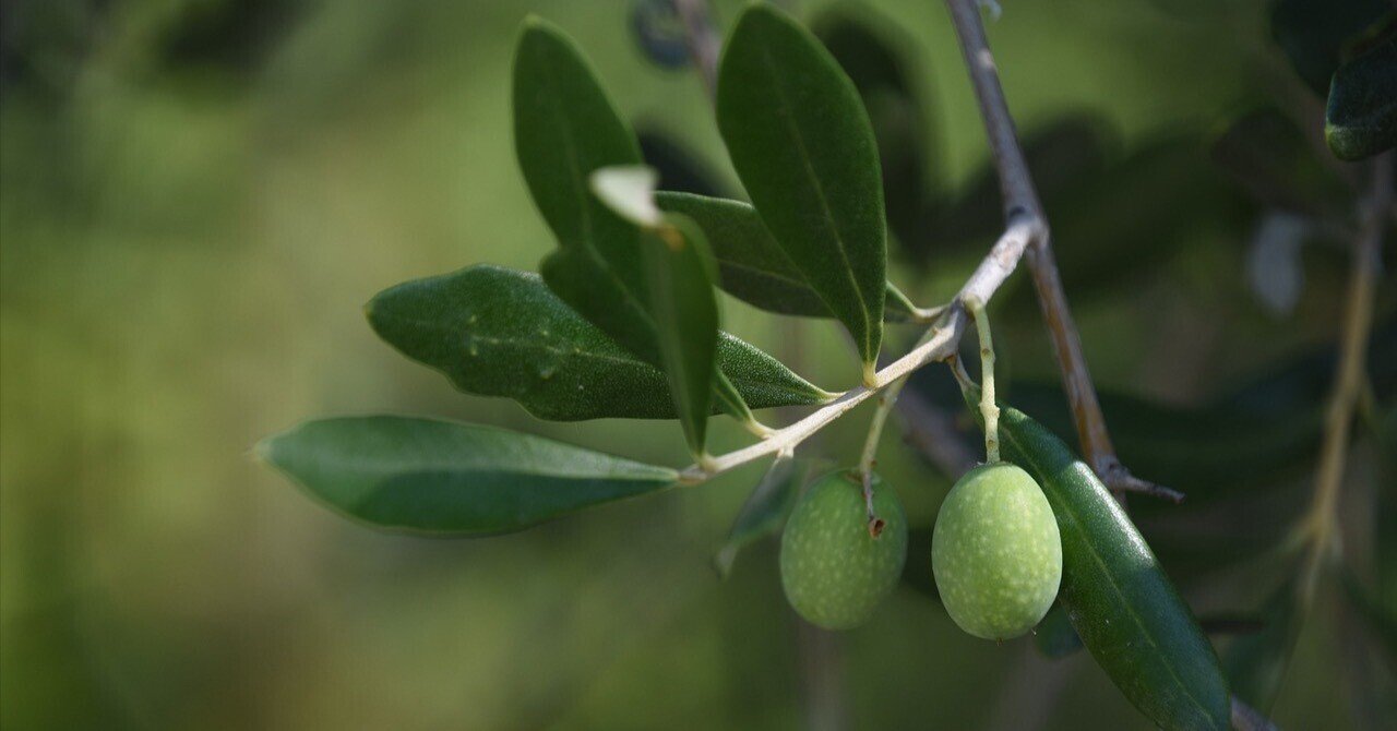 オリーブアルベキナ：その特徴と魅力的な特徴について｜オリーブ