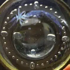 鈍色昆虫