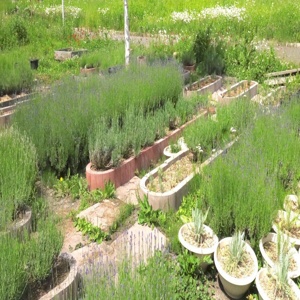 今日この頃のラベンダーたち〜 日本品種編！｜エフゲニーマエダ（平成