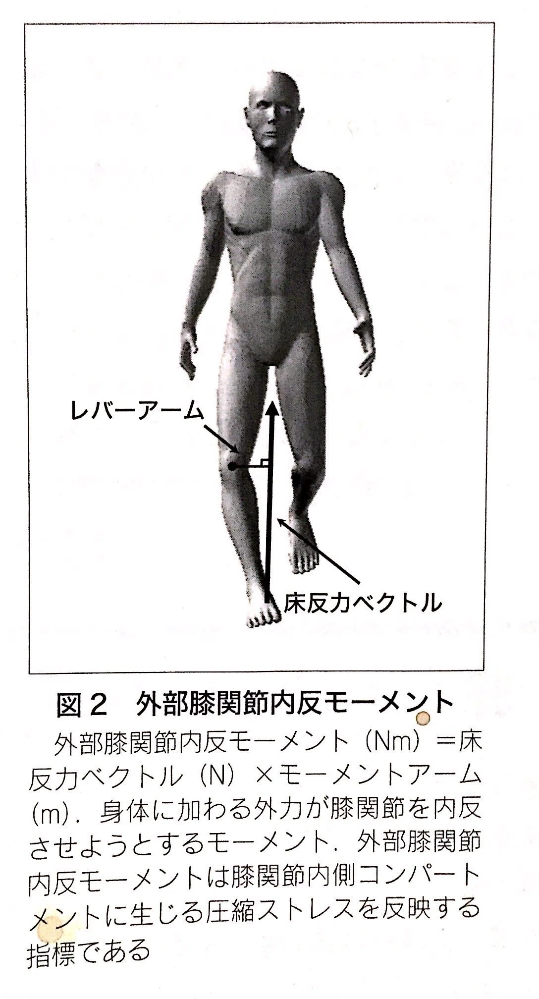 膝痛改善に向けて。KAMの考える〜レバーアームについて〜｜サンダー 