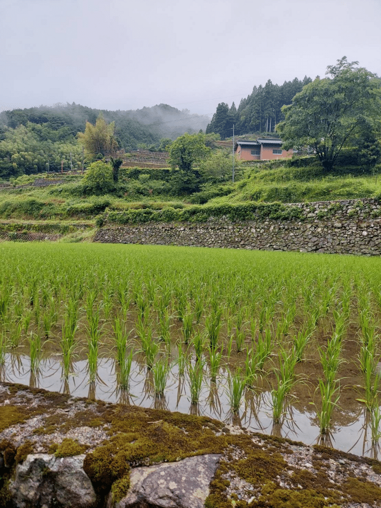 友人が田圃のオーナーになっていて、様子を見て来た、と写真が送られて来た。このところの豪雨で心配されたが、稲は無事育ちつつある。