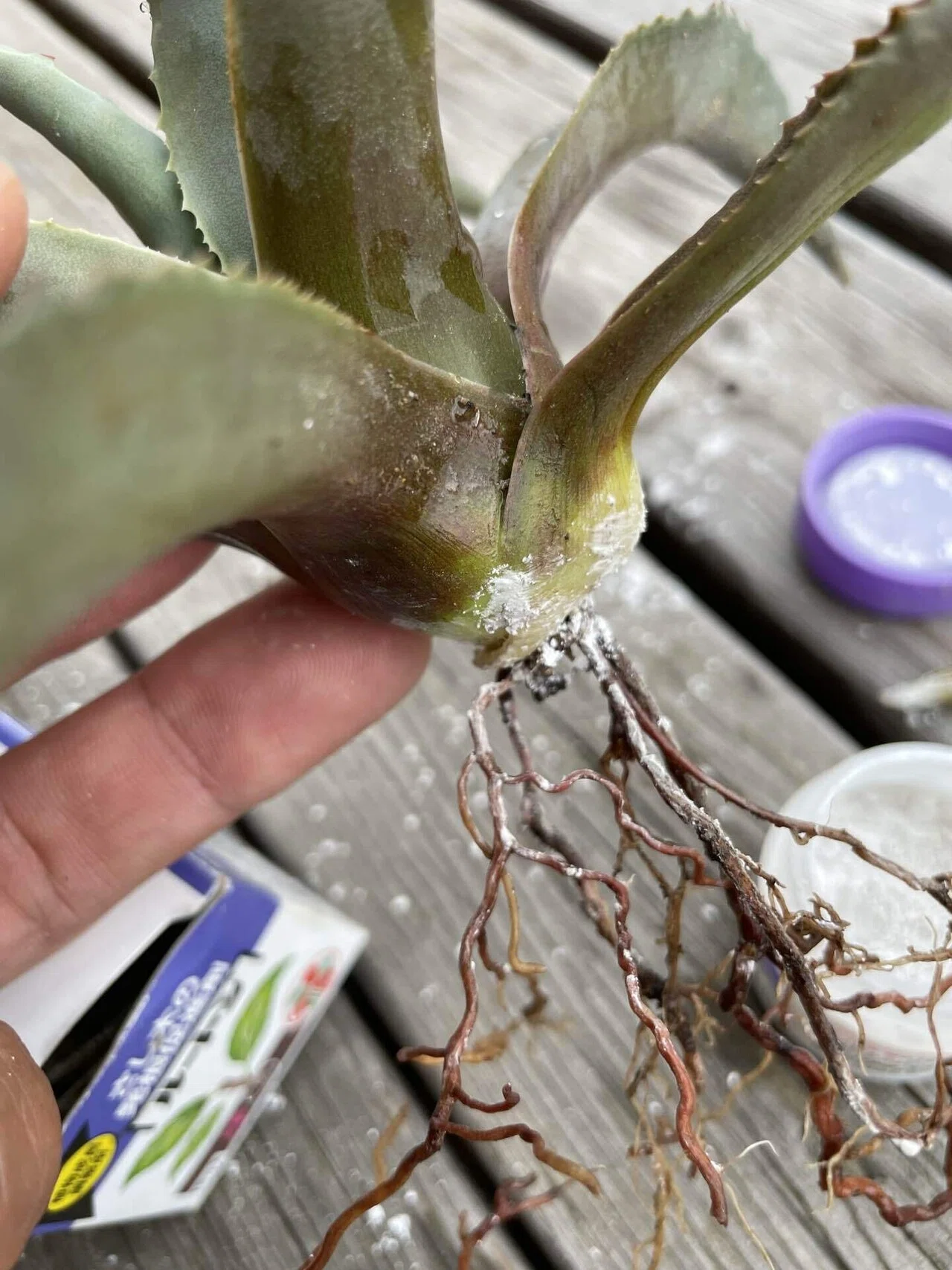 オバティフォリア地植え失敗⁈｜トミヒロ