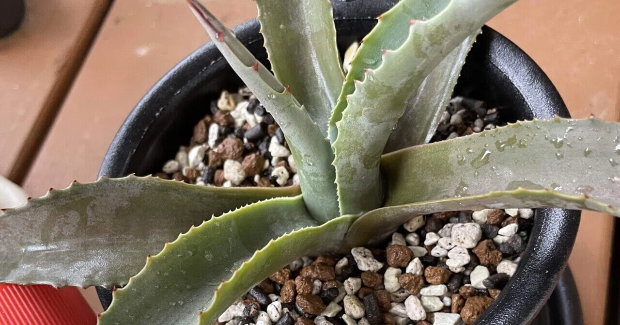 オバティフォリア地植え失敗⁈｜トミヒロ