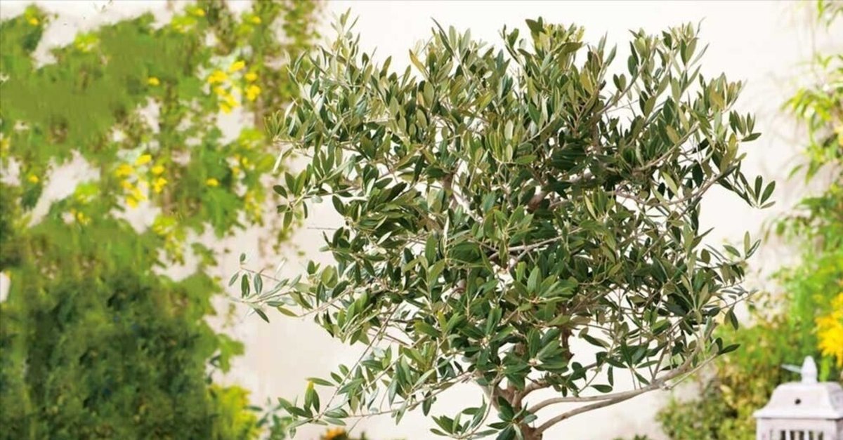 新規】オリーブの木11月に取りに来れる方