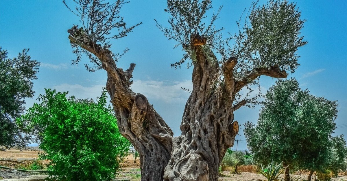 新規】オリーブの木11月に取りに来れる方