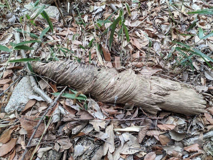 登山道に螺子状になっている枯れた木の幹が落ちていた。蔓性植物が絡みつくにしてもこんな形になるのはどうしてなんだろう？不思議。