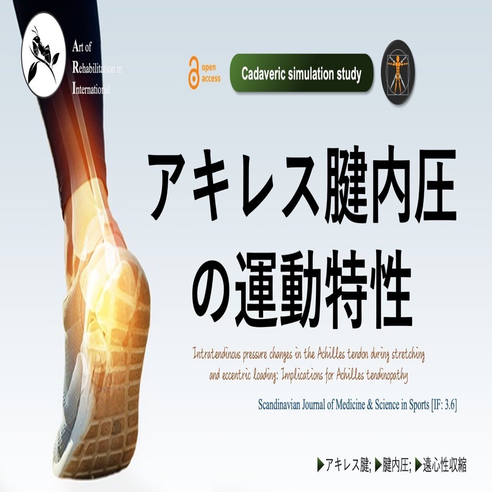 アキレス腱内圧の運動特性｜Super Human | 理学療法士／保健学